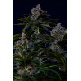 Cannabis seed variety Purple LEMONADE FF