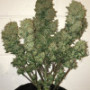 Семена каннабиса West Coast O.G. Auto