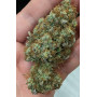Сорт семян каннабиса Original AUTO BLUEBERRY