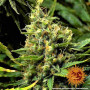 Cannabis seeds ACAPULCO GOLD from Barney's Farm at Smartshop-smartshop.ua®