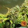 Cannabis seeds ACAPULCO GOLD from Barney's Farm at Smartshop-smartshop.ua®