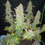 Cannabis seed variety Auto AFGHAN KUSH Feminised Silver