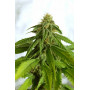 Cannabis seed variety Afrodite