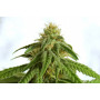 Cannabis seed variety Afrodite