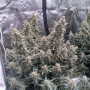 Cannabis seed variety Auto AK-47 Feminised Silver