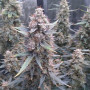 Cannabis seed variety Auto AK-47 Feminised Silver