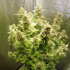 Auto AK-49 Feminised Silver