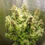 Cannabis seed variety Auto AK-49 Feminised Silver