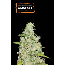 Amnesia Feminised Silver