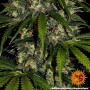 Cannabis seeds AMNESIA HAZE AUTO from Barney's Farm at Smartshop-smartshop.ua®