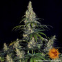 Насіння конопель AMNESIA HAZE AUTO від Barney's Farm у Smartshop-smartshop.ua®