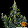 Насіння конопель AMNESIA HAZE AUTO від Barney's Farm у Smartshop-smartshop.ua®