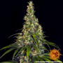 Cannabis seeds AMNESIA HAZE AUTO from Barney's Farm at Smartshop-smartshop.ua®