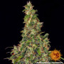 Cannabis seeds AMNESIA HAZE AUTO from Barney's Farm at Smartshop-smartshop.ua®