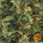 Cannabis seeds AMNESIA HAZE AUTO from Barney's Farm at Smartshop-smartshop.ua®