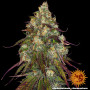 Cannabis seeds AMNESIA LEMON from Barney's Farm at Smartshop-smartshop.ua®
