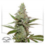 Cannabis seeds AMSTERDAM AMNESIA® from Dutch Passion at Smartshop-smartshop.ua®