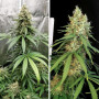 Cannabis seeds AMSTERDAM AMNESIA® from Dutch Passion at Smartshop-smartshop.ua®