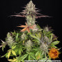 Семена каннабиса Apple Fritter