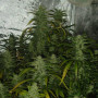 Cannabis seed variety Auto Blue Amnesia XXL Feminised Silver