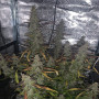 Cannabis seed variety Auto Brooklyn Sunrise Feminised Silver