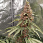 Насіння конопель Auto Gorilla Glue Feminised Silver від Error Seeds - Smartshop-smartshop.ua®