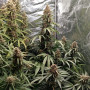 Насіння конопель Gorilla Glue Feminised Silver від Error Seeds - Smartshop-smartshop.ua®