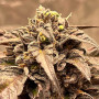 Насіння конопель Auto Gorilla Glue Feminised Silver від Error Seeds - Smartshop-smartshop.ua®