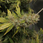 Cannabis seed variety Auto Sweet Tooth Feminised Silver