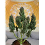 Семена конопли Auto 77 Days от Divine Seeds - Smartshop-smartshop.ua®