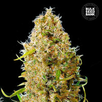 AUTO KALI’S MISTERY- Bulk Seed Bank
