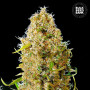 Cannabis seeds AUTO KALI’S MISTERY from Bulk Seed Bank at Smartshop-smartshop.ua®