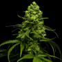Cannabis seeds AK-47 XL from Divine Seeds at Smartshop-smartshop.ua®