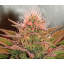 Семена конопли Auto Amnesia от Divine Seeds - Smartshop-smartshop.ua®