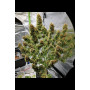 Сорт семян каннабиса Auto Amnesia Feminised Gold
