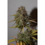 Семена конопли Auto Power Plant Silver regular от Error Seeds - Smartshop-smartshop.ua®
