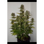 Cannabis seed variety Auto Power Plant Feminised Silver