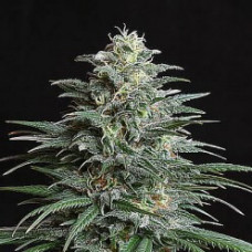 Auto Big Bud XXL Feminised Silver