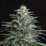 Cannabis seed variety Auto Big Bud XXL Feminised Silver