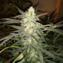 Cannabis seed variety Auto Black Domina Feminised Silver