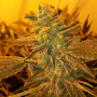 Cannabis seed variety Auto Black Domina Feminised Silver