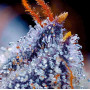 Семена конопли Auto Blue Cheese от Divine Seeds - Smartshop-smartshop.ua®
