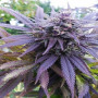 Семена конопли Auto Blue Cheese от Divine Seeds - Smartshop-smartshop.ua®