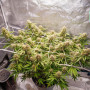 Cannabis seed variety AUTO BLUEBERRY®