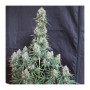 Cannabis seed variety AUTO BLUEBERRY®