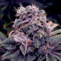 Cannabis seed variety Auto Blueberry Feminised Silver