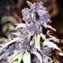 Cannabis seed variety Auto Blueberry Feminised Silver