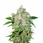 Cannabis seed variety Auto Brooklyn Sunrise Feminised Silver