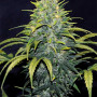 Семена конопли Auto Bruce Banner от Marley Seedbank - Smartshop-smartshop.ua®