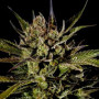 Cannabis seed variety Auto Cheese Feminised Silver